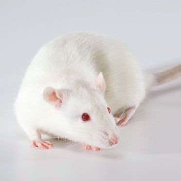 Zdjęcie przedstawia szczura laboratoryjnego.